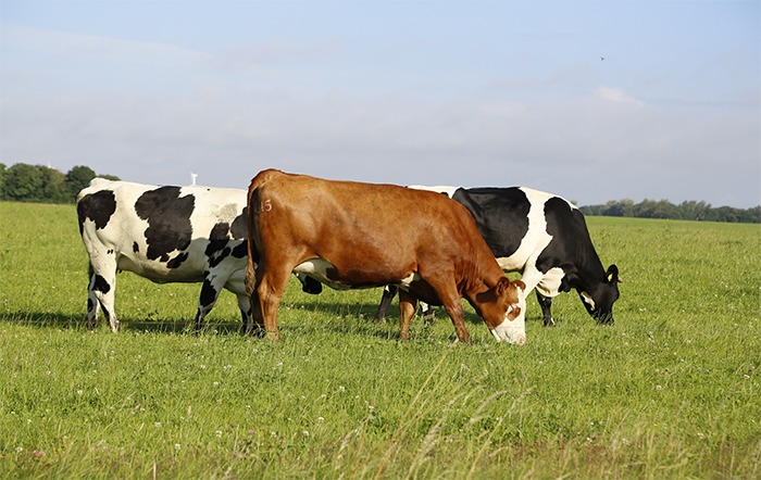 PECUÁRIA: Produção brasileira de carne bovina bate recorde em 2023