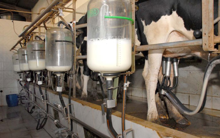 Produção brasileira de leite deverá voltar aos 35 bilhões de litros
