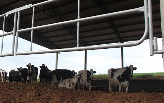 Método Compost Barn aumenta a produção leiteira de Barra Mansa